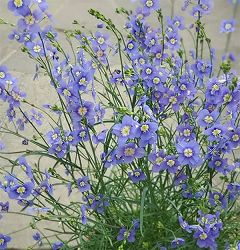 ヘリオフィラ：ブルーインパルス3号ポット 12株セット