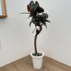 [送料無料]フィカス：バーガンディ（曲がり）8号鉢植え*