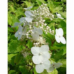 ノリウツギ（糊空木）：雪化粧（ユキゲショウ）4.5号ポット