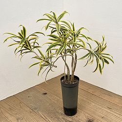 ドラセナ：ソングオブインディア 　4号ロング鉢