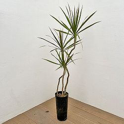 ドラセナ：コンシンネ　4号鉢植え