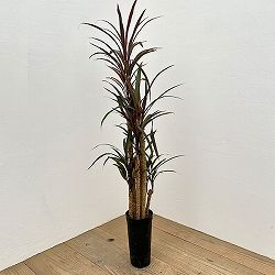 コルジリネ：アイチアカ　4号ロング鉢