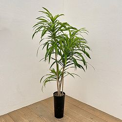 ドラセナ：アングスティフォリア　4号鉢植え