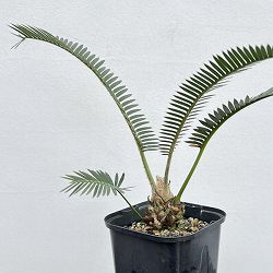 ディオーン：エデュレ　3.5号鉢植え