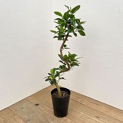 フランスゴムの木（曲がり）5号鉢植え*