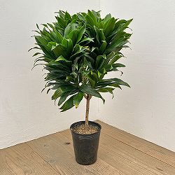 ドラセナ：コンパクタ　5号