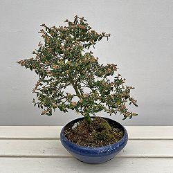 テンノウバイ（天皇梅）：曲げ仕立て　6号平鉢植え