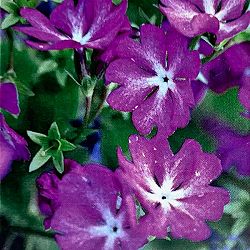 日本サクラソウ（桜草）：初日の光（はつひのひかり）3号ポット