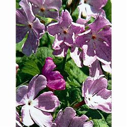 日本サクラソウ（桜草）：七賢人（しちけんじん）3号ポット