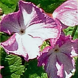 日本サクラソウ（桜草）：唐縮緬（からちりめん）3号ポット