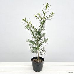 キンポウジュ（カリステモン・金宝樹）：枝垂れ（シダレ）赤花4号ポット