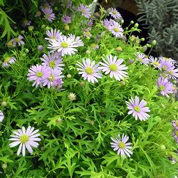 ブラキカム：ゴールドマット2.5号ポット 3株セット