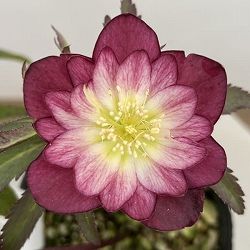 細川さんのクリスマスローズ：ダブル26-04／4号ポット【現品販売】