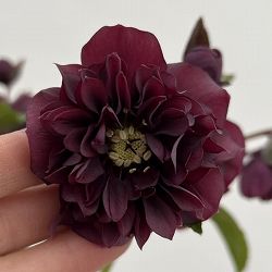 細川さんのクリスマスローズ：ダブル26-05／4号ポット【現品販売】