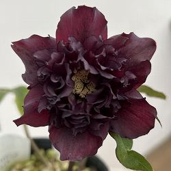 細川さんのクリスマスローズ：ダブル26-07／4号ポット【現品販売】