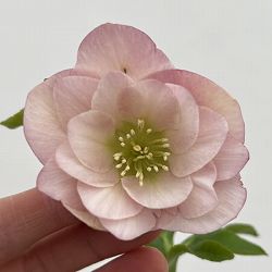 細川さんのクリスマスローズ：ダブル26-09／4号ポット【現品販売】