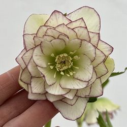 細川さんのクリスマスローズ：ダブル26-10／4号ポット【現品販売】