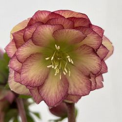 細川さんのクリスマスローズ：ダブル26-11／4号ポット【現品販売】