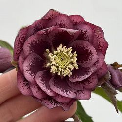 細川さんのクリスマスローズ：ダブル26-12／4号ポット【現品販売】