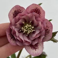 細川さんのクリスマスローズ：ダブル26-13／4号ポット【現品販売】