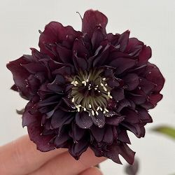 細川さんのクリスマスローズ：ダブル26-14／4号ポット【現品販売】