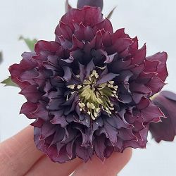 細川さんのクリスマスローズ：ダブル26-15／4号ポット【現品販売】