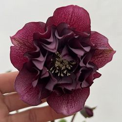 細川さんのクリスマスローズ：ダブル26-16／4号ポット【現品販売】