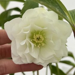 細川さんのクリスマスローズ：ダブル26-17／4号ポット【現品販売】