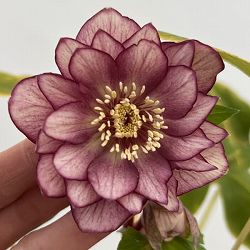 細川さんのクリスマスローズ：ダブル26-18／4号ポット【現品販売】