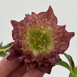 細川さんのクリスマスローズ：ダブル26-19／4号ポット【現品販売】