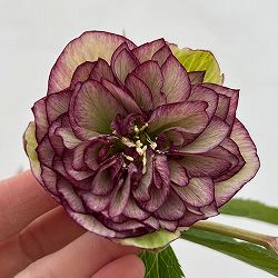 細川さんのクリスマスローズ：ダブル26-21／4号ポット【現品販売】