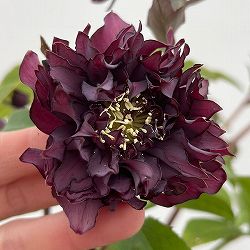 細川さんのクリスマスローズ：ダブル26-22／4号ポット【現品販売】