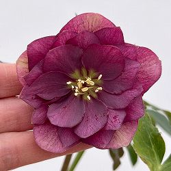 細川さんのクリスマスローズ：ダブル26-23／4号ポット【現品販売】