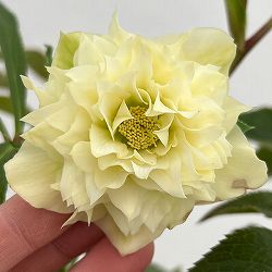 細川さんのクリスマスローズ：ダブル26-24／4号ポット【現品販売】