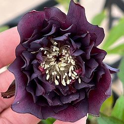 細川さんのクリスマスローズ：ダブル26-26／4号ポット【現品販売】