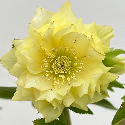 細川さんのクリスマスローズ：ダブル26-27／4号ポット【現品販売】