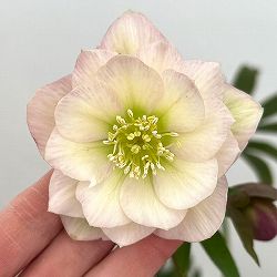 細川さんのクリスマスローズ：ダブル26-28／4号ポット【現品販売】