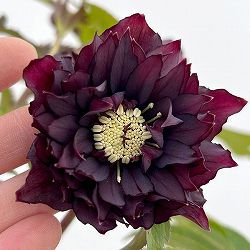 細川さんのクリスマスローズ：ダブル26-29／4号ポット【現品販売】