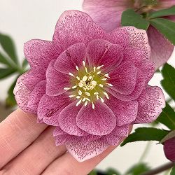 細川さんのクリスマスローズ：ダブル26-30／4号ポット【現品販売】