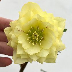 細川さんのクリスマスローズ：ダブル26-31／4号ポット【現品販売】