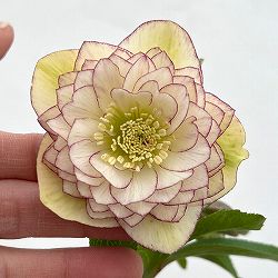 細川さんのクリスマスローズ：ダブル26-32／4号ポット【現品販売】