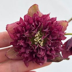 細川さんのクリスマスローズ：ダブル26-35／4号ポット【現品販売】