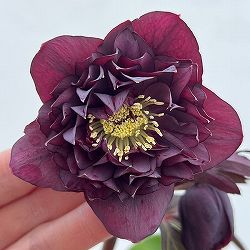 細川さんのクリスマスローズ：ダブル26-36／4号ポット【現品販売】