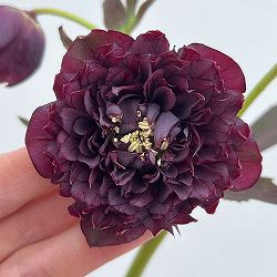 細川さんのクリスマスローズ：ダブル26-37／4号ポット【現品販売】