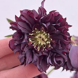 細川さんのクリスマスローズ：ダブル26-38／4号ポット【現品販売】