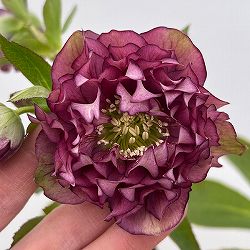 細川さんのクリスマスローズ：ダブル26-39／4号ポット【現品販売】