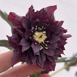 細川さんのクリスマスローズ：ダブル26-40／4号ポット【現品販売】