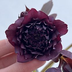 細川さんのクリスマスローズ：ダブル26-44／4号ポット【現品販売】