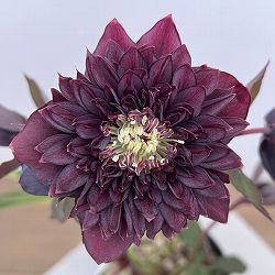 細川さんのクリスマスローズ：ダブル26-45／4号ポット【現品販売】