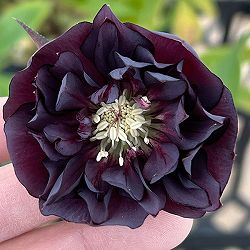 細川さんのクリスマスローズ：ダブル26-46／4号ポット【現品販売】